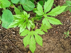 Diplocyclos palmatus