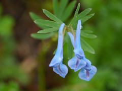 Corydalis cashmeriana