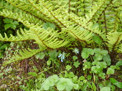 Corydalis cashmeriana