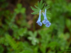 Corydalis cashmeriana