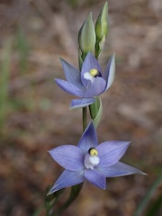 Thelymitra arenaria