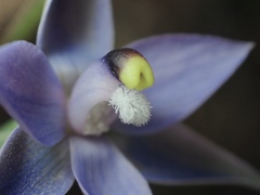 Thelymitra arenaria