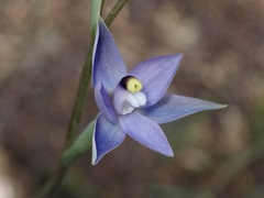 Thelymitra arenaria