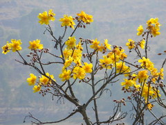Cochlospermum religiosum