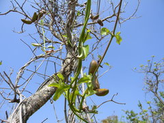 Decalepis hamiltonii