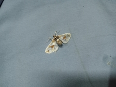 Leucinodes orbonalis