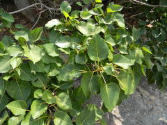 Ficus arnottiana
