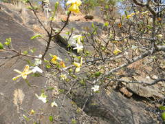 Catunaregam taylorii