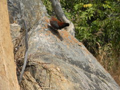 Galloperdix lunulata