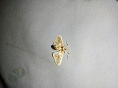 Leucinodes orbonalis