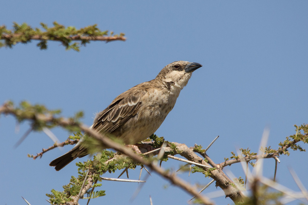 Donaldson Smith's Sparrow-Weaver photo