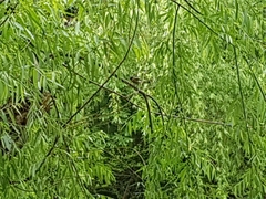 Aegithalos glaucogularis