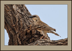Donaldson-Smith's Sparrow-Weaver photo 4