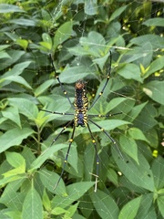 Nephila pilipes