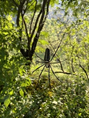 Nephila pilipes
