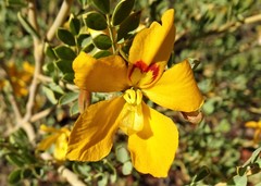 Petalostylis labicheoides