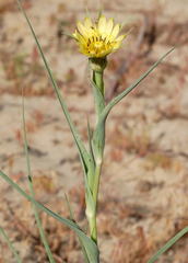 Tragopogon dubianskyi