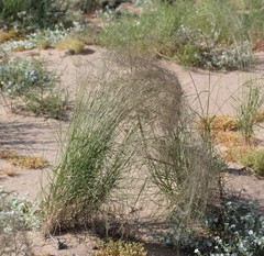 Sporobolus flexuosus