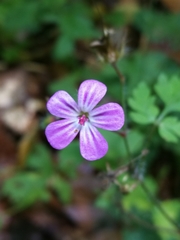 Geranium robertianum