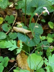 Geranium robertianum
