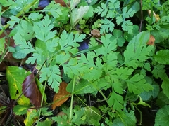 Geranium robertianum