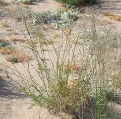 Sporobolus flexuosus