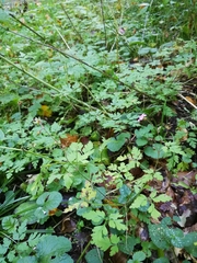 Geranium robertianum