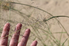 Sporobolus flexuosus