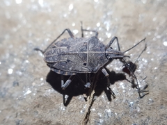 Peltasticus punctatus