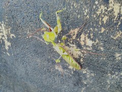 Idolomantis diabolica
