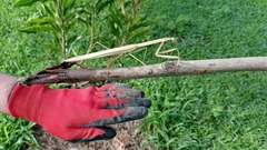 Tenodera superstitiosa