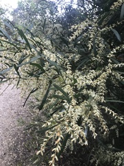 Acacia mucronata