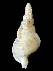 Phyllocoma convoluta