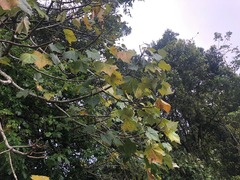 Brachychiton discolor