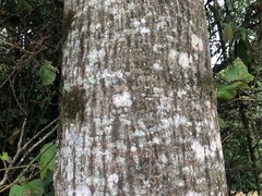 Brachychiton discolor