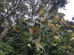 Brachychiton discolor