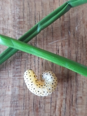 Tenthredo scrophulariae