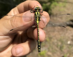 Gomphus schneiderii