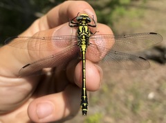 Gomphus schneiderii