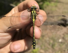 Gomphus schneiderii