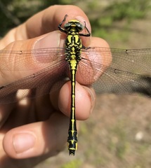 Gomphus schneiderii