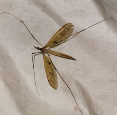 Tipula ultima