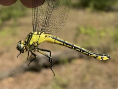 Gomphus schneiderii