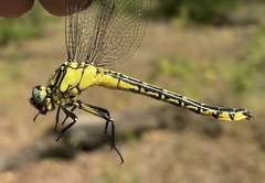 Gomphus schneiderii