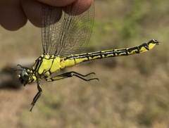 Gomphus schneiderii