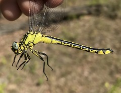Gomphus schneiderii
