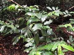Eupomatia laurina