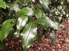 Eupomatia laurina