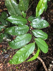 Eupomatia laurina