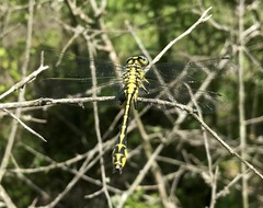 Gomphus schneiderii